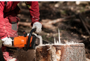 SA tree stump removal